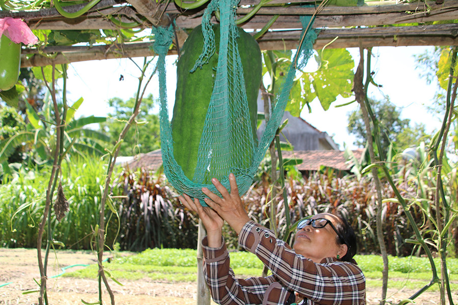 Trái bí đao do bà Én trồng đạt trọng lượng khoảng 20kg; đến kỳ thu hoạch sẽ nặng hơn, cỡ 50 - 60 kg