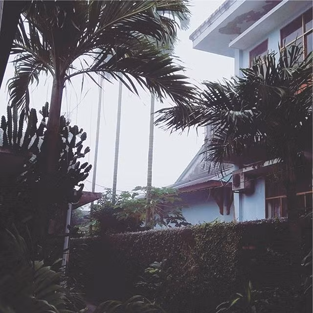 Vườn cau thôn Vĩ xơ xác bên các ngôi nhà “hộp” bê tông