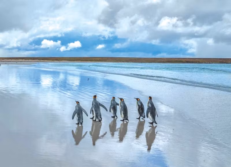 Chim cánh cụt vua dạo chơi trên bãi biển