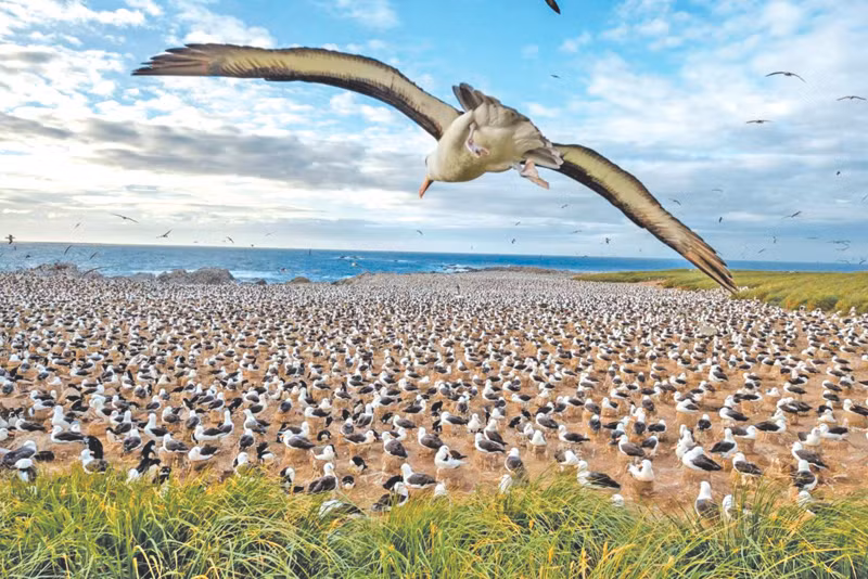 Hải âu mày đen chiếm lĩnh đảo Steeple Jason