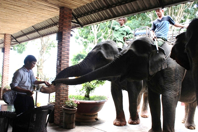 Được đối đãi tốt, đàn voi thân thiện với cả người lạ