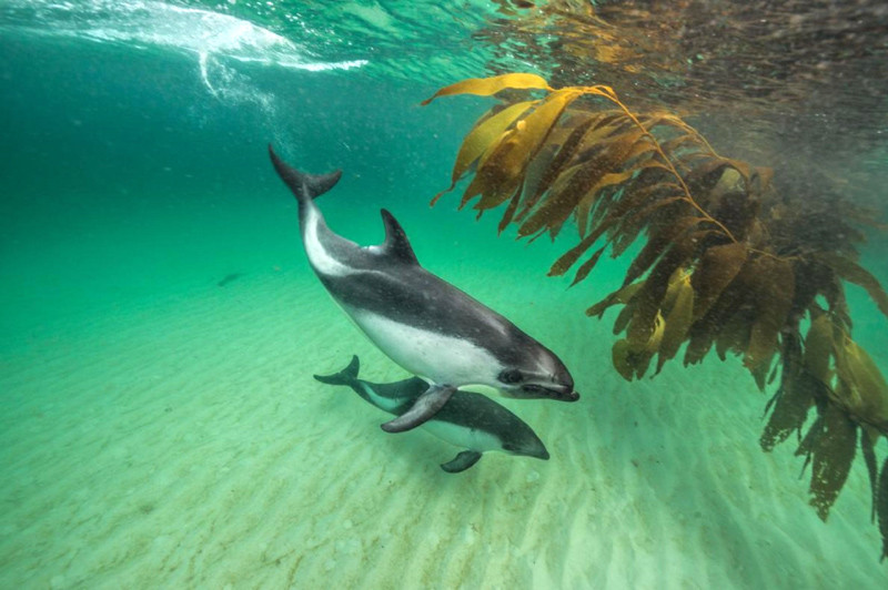 Các heo Peale kiếm ăn gần bờ Các heo Peale kiếm ăn gần bờ