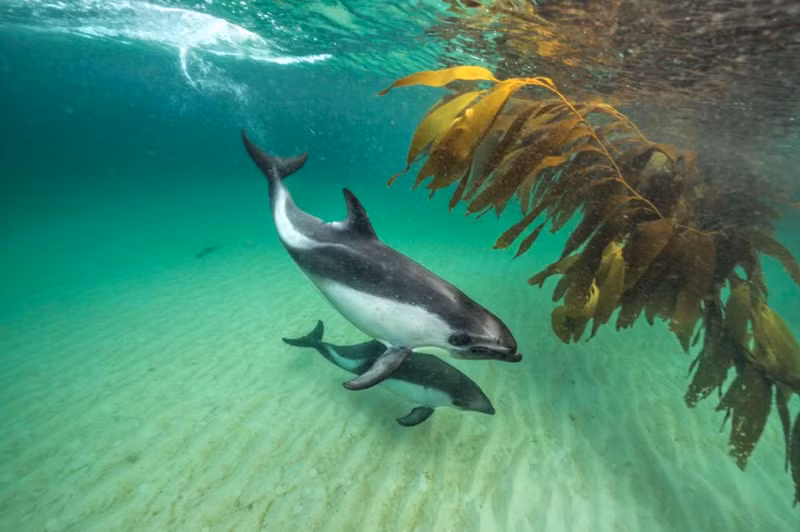 Các heo Peale kiếm ăn gần bờ