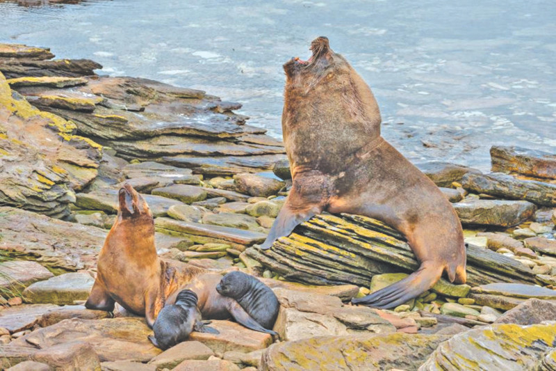 Sư tử biển miền Nam trên đảo Stick-in-the-Mud Sư tử biển miền Nam trên đảo Stick-in-the-Mud