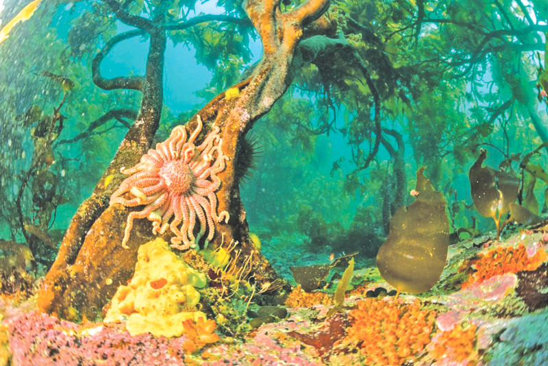 Đáy biển như rừng mưa nhiệt đới đảo Bird Đáy biển như rừng mưa nhiệt đới đảo Bird