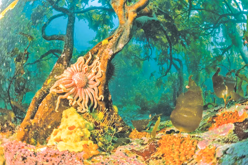 Đáy biển như rừng mưa nhiệt đới đảo Bird