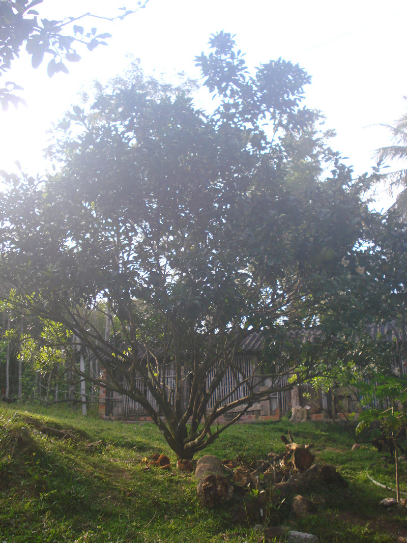 Trang trại trồng cây ăn trái của đồng bào Cơ Tu đã mang lại hiệu quả