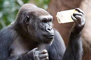 Khỉ đang quan sát đồ vật