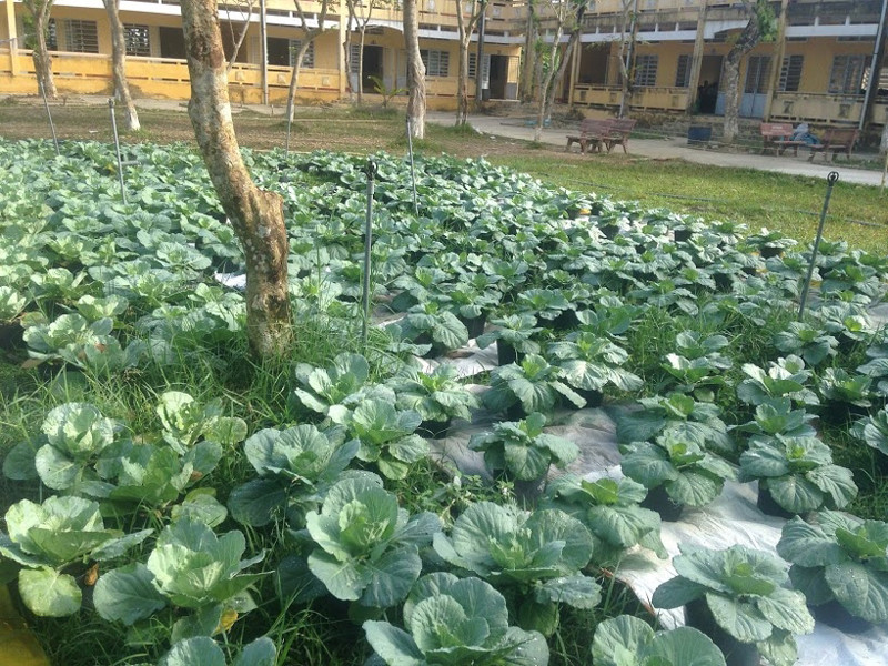 Vườn rau xanh tốt của HS Trường THPT Trung An, huyện Cờ Đỏ, TP Cần Thơ
