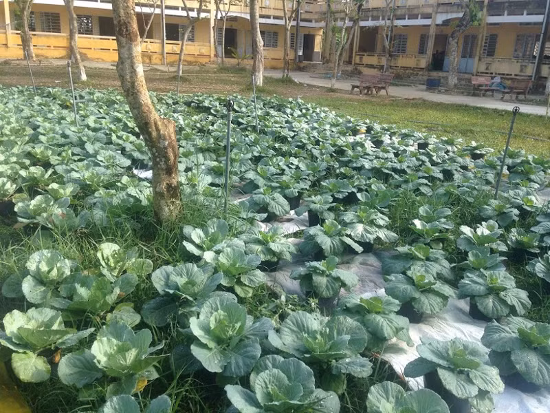Vườn rau xanh tốt của HS Trường THPT Trung An, huyện Cờ Đỏ, TP Cần Thơ