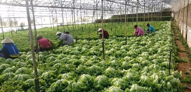 Nhiều trang trại rau ở Lâm Đồng đã bắt đầu ứng dụng công nghệ của Nhật Bản để sản xuất rau sạch