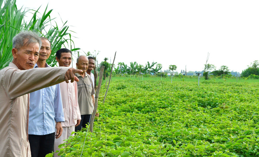 Dù kinh tế khó khăn nhưng nhiều lão nông vẫn hiến đất trồng thuốc nam