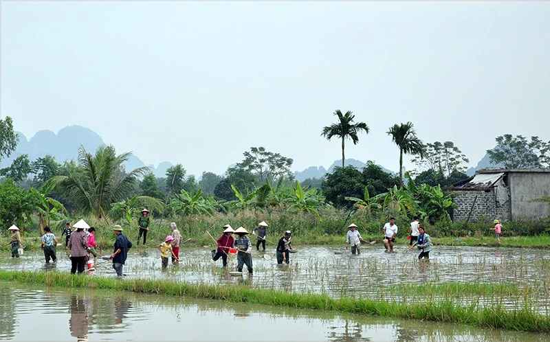 Mùa hội vớt rươi 