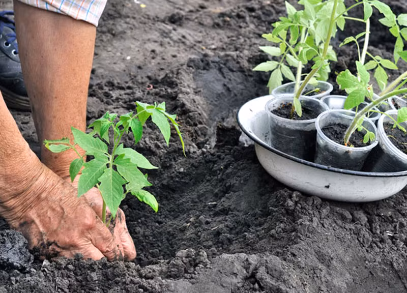 Dùng tro bếp bón cây