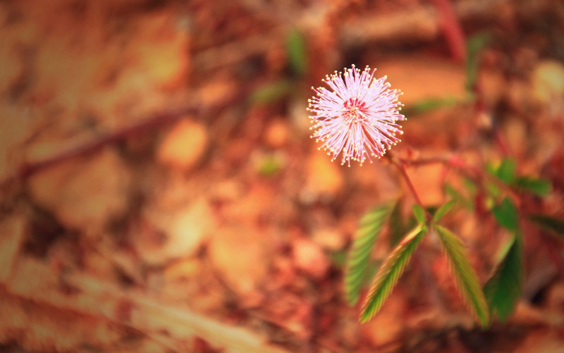 Trinh nữ biết giảm thiểu hoạt động để tiết kiệm năng lượng