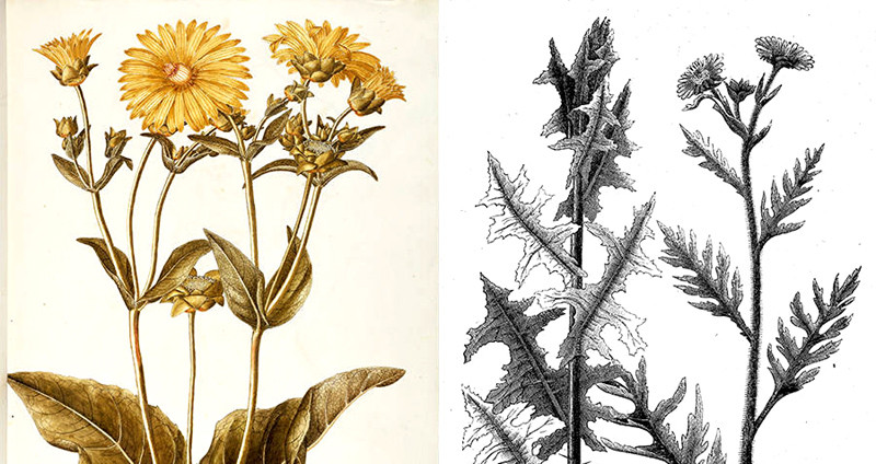 Hai phác họa của người thời nay về loài cây silphium