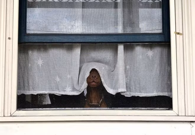 Cười nghiêng ngả với 14 bức hình thắng Giải nhiếp ảnh động vật hài năm 2020 - Ảnh 8.