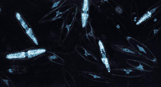 Loài phù du Dinoflagellates