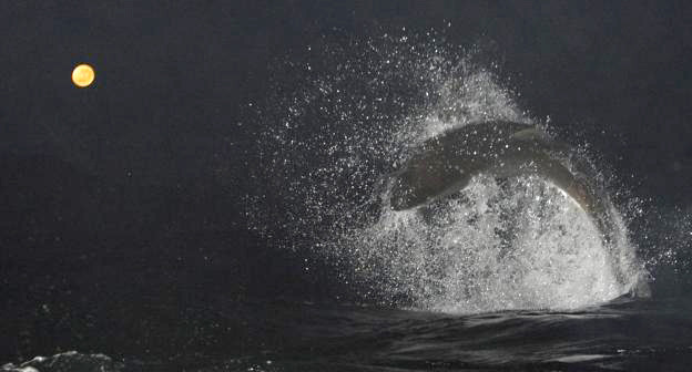 Cá mập trắng hoạt động mạnh về đêm