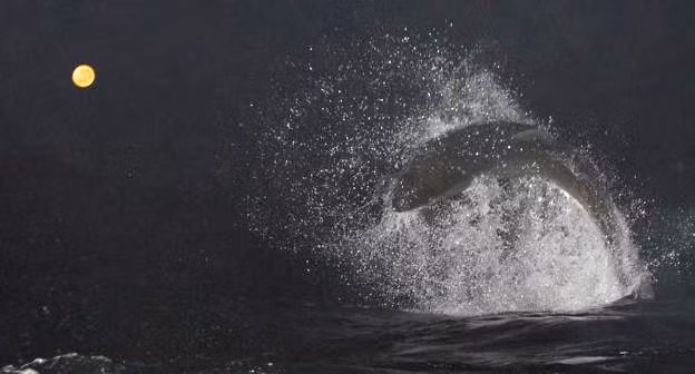 Cá mập trắng hoạt động mạnh về đêm