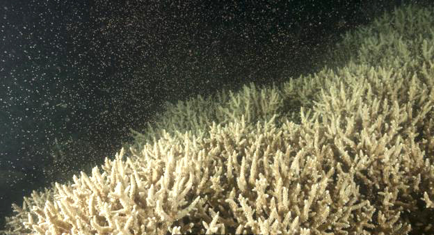 Thụ tinh tập thể tại Great Barrier Reef