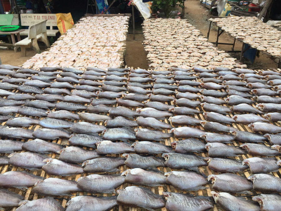 Khô cá được phơi ở khắp mọi nơi