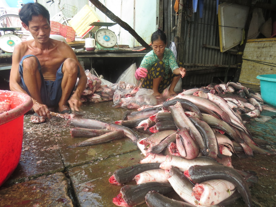 Sơ chế cá lóc Sơ chế cá lóc