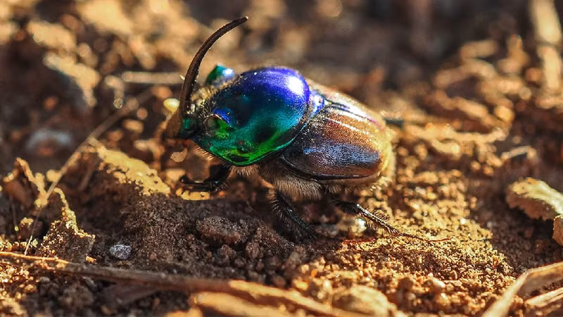 Bọ hung - con vật tuyệt vời ảnh 4