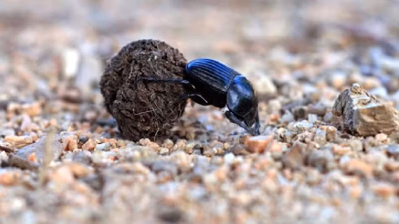 Bọ hung có mặt tại khắp nơi trên thế giới