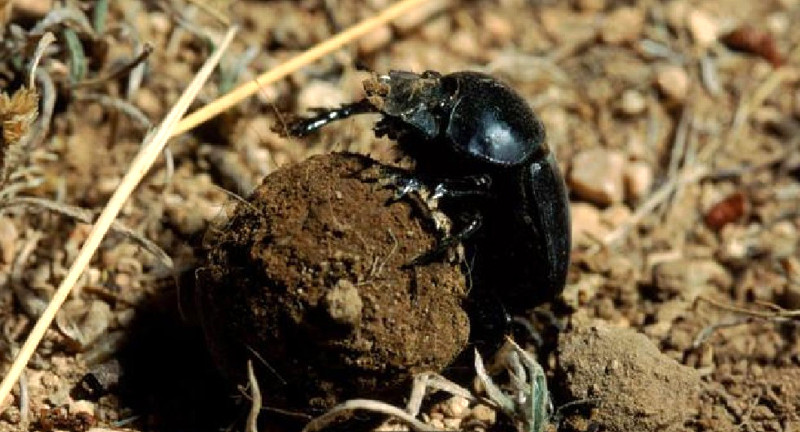 Bọ hung - con vật tuyệt vời ảnh 2