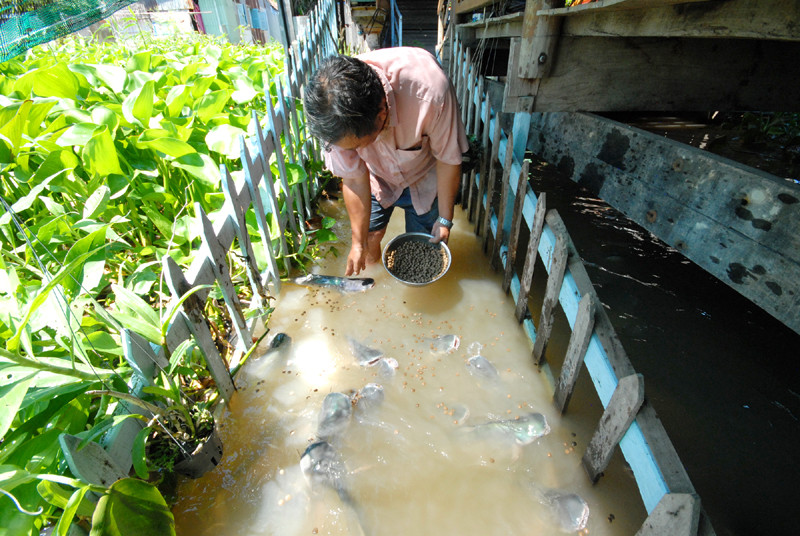Ông Cường cho cá ăn