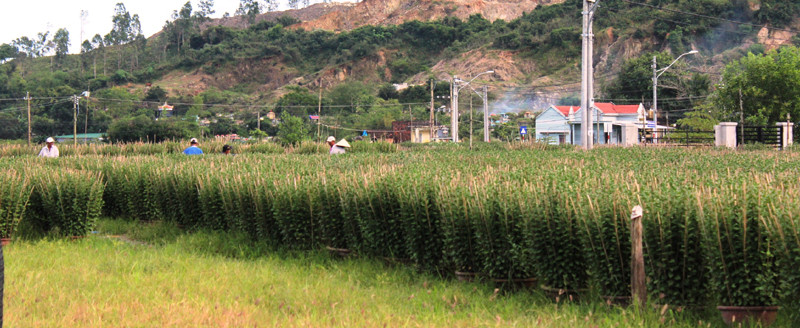 Cần mẫn lao động, cả vùng Lâm Hà đã no ấm, trù phú