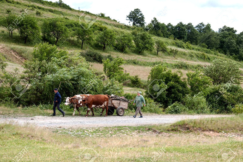 Dân làng ra đồng từ sáng sớm