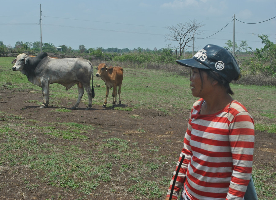 Em Rah Mi Dan chăn bò phụ cha mẹ