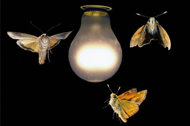 Ánh sáng nhân tạo đe dọa hoạt động gieo phấn hoa của côn trùng Ánh sáng nhân tạo đe dọa hoạt động gieo phấn hoa của côn trùng