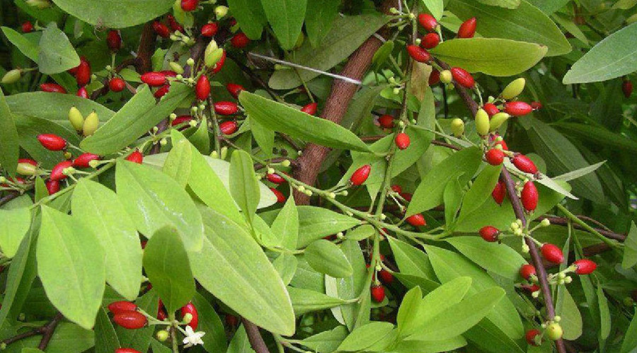 Erythroxylon coca, nguồn cocaine chính Erythroxylon coca, nguồn cocaine chính