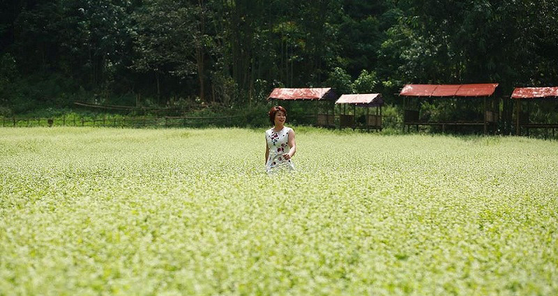 Hoa tam giác mạch