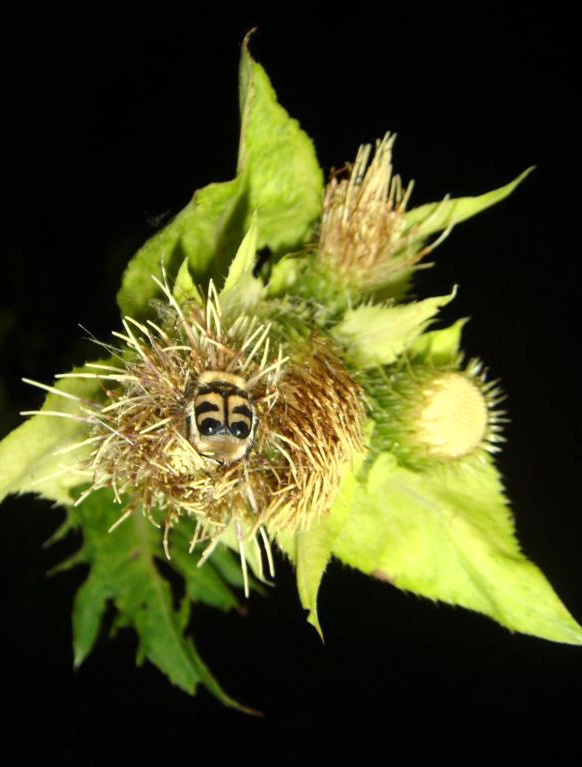 Hoạt động thụ phấn giảm đến 62% tại những nơi ô nhiễm ánh sáng nghiêm trọng Hoạt động thụ phấn giảm đến 62% tại những nơi ô nhiễm ánh sáng nghiêm trọng