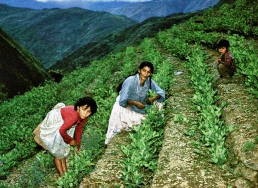 Trước thập niên 1970, nhân loại chưa biết tính gây nghiện độc hại của cocaine Trước thập niên 1970, nhân loại chưa biết tính gây nghiện độc hại của cocaine