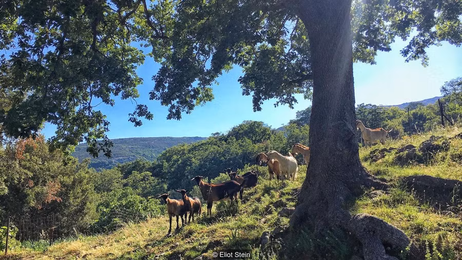 Dân làng Antia chủ yếu sống bằng nghề nuôi gia súc Dân làng Antia chủ yếu sống bằng nghề nuôi gia súc