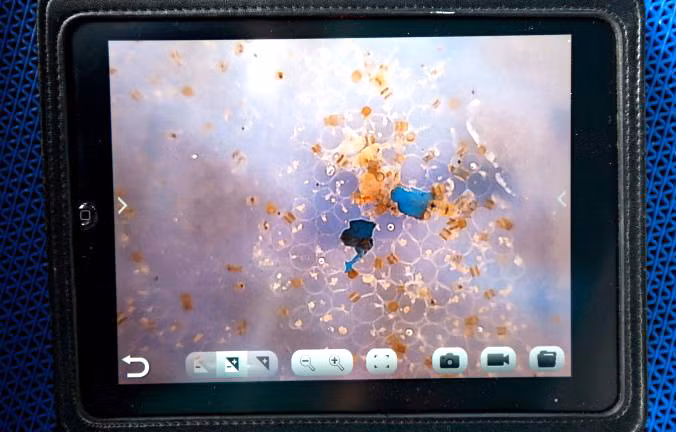 Hai mảnh vi nhựa dính trong thiết bị đánh cá được nhìn thấy trên màn hình iPad