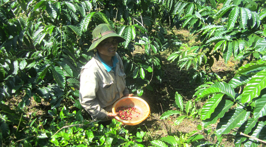 Nông dân hái cà phê