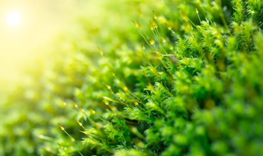 Dớn trắng có tác dụng duy trì các xác chết ngàn năm, hấp thụ carbon và chữa lành vết thương