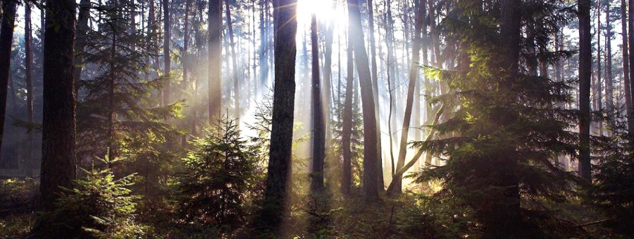 Rừng đóng vai trò tối thượng trong truyện cổ tích Rừng đóng vai trò tối thượng trong truyện cổ tích