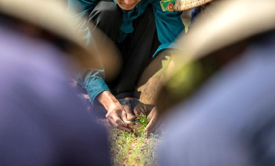 Nhân giống cây keo trong vườn ươm ở Việt Nam