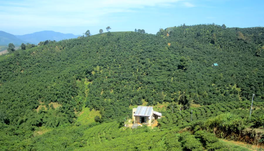 Những vườn cà phê ở Bảo Lộc