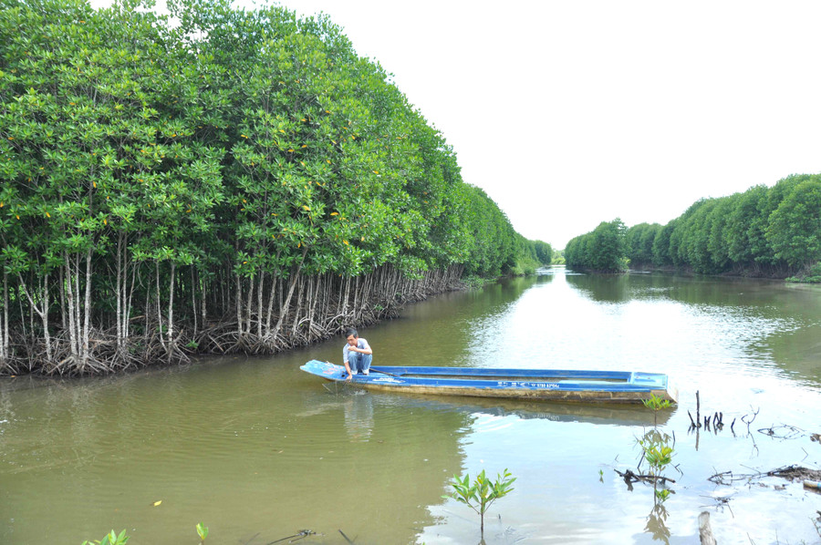 Nuôi tôm ở tán rừng ngập mặn Nuôi tôm ở tán rừng ngập mặn