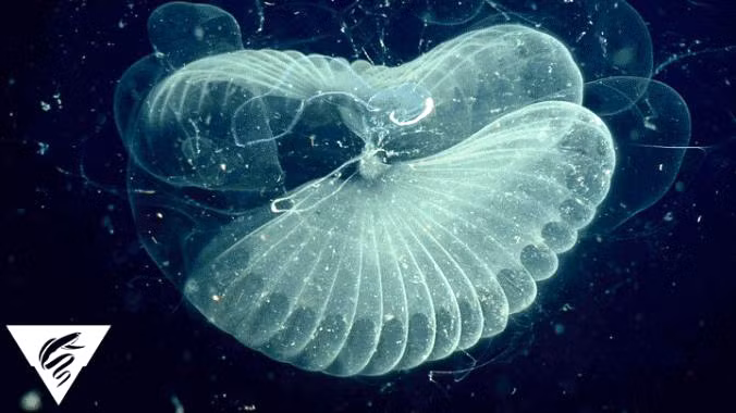 Cơ chế bên trong của con ấu trùng khổng lồ, một thành viên của họ Bathochordaeus