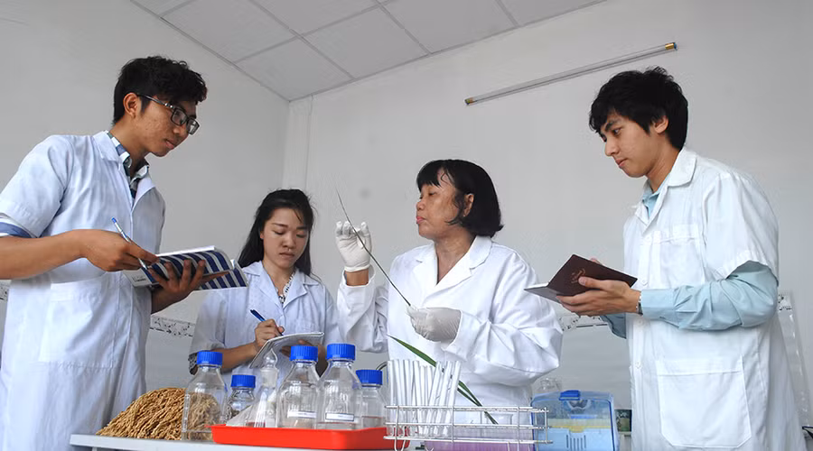 GS.TS Nguyễn Thị Lang hướng dẫn SV nghiên cứu về giống lúa