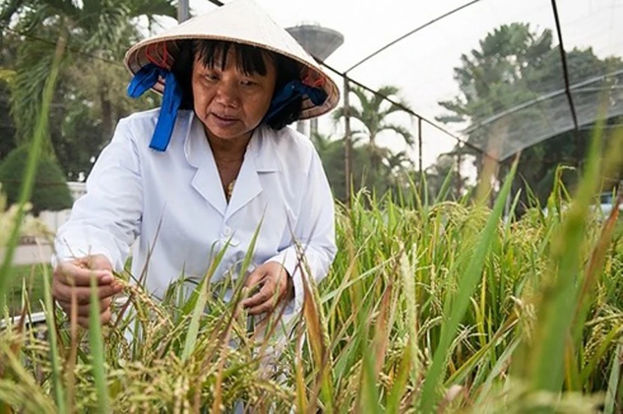 GS.TS Nguyễn Thị Lang trên cánh đồng lúa